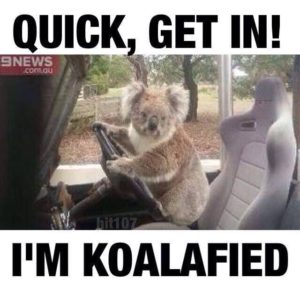 Koala picture because it had been too long without a picture.